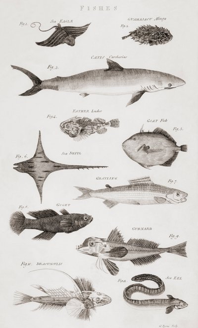 Different Types of Fish by Unbekannt Unbekannt